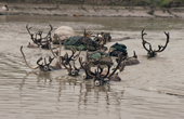 Draught reindeer harnessed to sleds swim across a river during their autumnn migration. Yamal. Siberia.