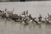 Draft reindeer harnessed to sleds swim across a river during their autumn migration. Yamal. Siberia.