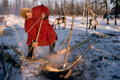 Alexandre Serotetto, a Nenets reindeer herder, bends larch planks into sled runners over a fire. Yamal. Siberia. Russia.