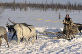 Dinana Khudi, a Nenets woman, drives a reindeer sled during the spring migration. Yamal, Siberia, Russia.