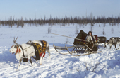 Olga Serotetto, a Nenets woman, driving a reindeer sled during the spring migration. Yamal, Siberia, Russia.
