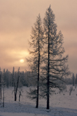 Larch trees coated in hoar frost. Boreal forest. Yamal. Siberia. Russia