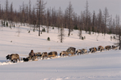 A Nenets man drives a train of reindeer sleds train during the Spring migration. Yamal. Siberia. Russia.