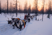 Meritaynya Khudi, a Nenets woman, drives a caravan of reindeer sleds through a forest at the start of the Spring migration. Yamal, Siberia.
