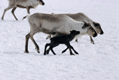 A newborn reindeer calf runs alongside its mother on the Nadym Tundra. Yamal, Western Siberia, Russia.