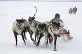 Khanty men in a reindeer racing competition at a Spring festival in the village of Pitlyar. Yamal, Western Siberia, Russia