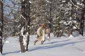 Kosta Kalin, a Selkup man, out hunting in the forest on skiis. Krasnoselkup, Yamal, Western Siberia, Russia. (2012)