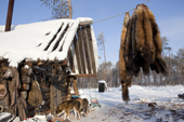 Sable skins hanging up outside at a Selkup hunter's winter camp near Ratta. Krasnoselkup, Yamal, Western Siberia, Russia. (2012)