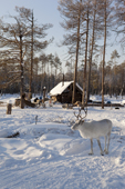 A Selkup hunter's wooden hut at a winter camp in the forest near Ratta. Krasnoselkup, Yamal, Western Siberia, Russia. (2012)
