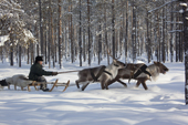 Valery Irkov, a Selkup hunter, travelling in winter through the forest by reindeer sled near Ratta. Krasnoselkup, Yamal, Western Siberia, Russia. (2012)