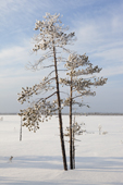 Siberian pine trees in an area of forest tundra near Ratta. Krasnselkup, Yamal, Western Siberia, Russia. (2012)