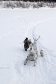 Gennadiy Kubolev, a Selkup hunter, leads his draft reindeer down onto a frozen river near Shirta. Krasnoselkup, Yamal, Western Siberia, Russia. (2012)