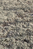 A thick covering of reindeer moss on the forest floor. Krasnoselkup, Yamal, Wesetrn Siberia, Russia