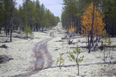 A seismic line cut in the forest. Krasnoselkup, Yamal, Western Siberia, Russia