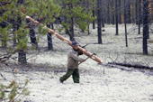 Gennadiy Kubolev, a Selkup man, carrying a log in the forest. Krasnoselkup, Yamal, Western Siberia, Russia