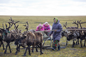 Irina Laptander, a Nenets woman, driving her reindeer sled with her daughter Angelina & cousin Darina, during their autumn migration. Yamal Peninsula, NW Siberia, Russia