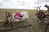 Angelina Laptander, a Nenets girl, travelling on a reindeer sled with a puppy during the autumn migration to their winter pastures. Yamal Peninsula, NW Siberia, Russia