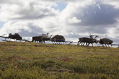 Nenets reindeer herders travelling across the tundra during the autumn migration to their winter pastures. Yamal Peninsula, NW Siberia, Russia