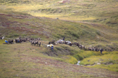 Nenets reindeer herders crossing a stream in the tundra during the autumn migration to their winter pastures. Yamal Peninsula, NW Siberia, Russia