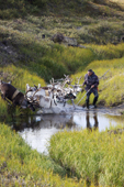 Fyodor Laptander, a Nenets reindeer herder, leads his draught reindeer across a stream in the tundra during the autumn migration to their winter pastures. Yamal Peninsula, NW Siberia, Russia