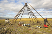 Dina Laptander, a Nenets woman, begins to erect her family's tent after a day's travel during the autumn migration to their winter pastures. Yamal Peninsula, NW Siberia, Russia