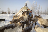 Raisa Serotetto, a Nenets woman, feeds bread to some of her tame draught Reindeer at her family's winter camp. Yamal, NW Siberia, Russia