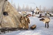 Raisa Serotetto, a Nenets woman, drags firewood to her family's tent at their winter camp on the edge of a forest. Yamal, NW Siberia, Russia