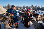 Nenets reindeer herders,Sergey Serotetto & his wife Galya, prepare to harness some of their draught reindeer at their winter camp. Yamal, Northwest Siberia, Russia