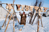 Galya Serotetto, an elderly Nenets woman, beats snow off some reindeer leg skins that have been hung out to dry at her family's winter camp. The skins will be used for to make traditional Nenets clothing. Yamal, Northwest Siberia, Russia.