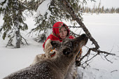 Alina Serotetto, a young Nenets woman, collects lichen off high branches of a larch tree to feed to her pet reindeer at her family's winter camp. Yamal, Northwest Siberia, Russia