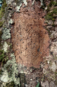 A dead child commemorated with outline of hand & foot on the bark of a Durian Tree. Siberut Island, Indonesia.