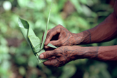 Mentawai medicine man with tattoed hands gathers herbs Siberut Island. Indonesia.