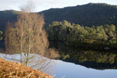 Loch Beinn a' Mheadhoin. Birch trees in January sunlight, winter in Glen Affric. Scotland