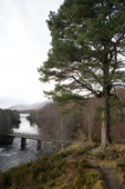 Scots Pine by the bridge over River Affric. Glen Affric. Scotland