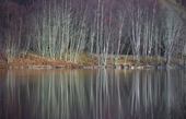 Winter Silver birches reflected in Loch Beinn a' Mheadhoin. Glen Affric. Scotland