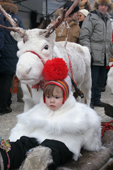 Sami girl and a white reindeer in the reindeer parade at the Jokkmokk Winter Market. Sweden. size to A4.