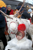 Sami girl and a white reindeer in the reindeer parade at the Jokkmokk Winter Market. Sweden. size to A4.