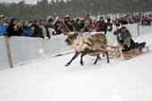 Competitors neck & neck in the Reindeer races. Jokkmokk Winter Market, Sweden. Size to A4