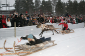 Competitors on the final straight in the Reindeer races. Jokkmokk Winter Market, Sweden. Size to A4