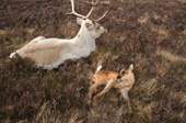 Reindeer mother and newborn calf. Cairngorms, Scotland.
