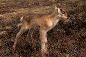 A newborn reindeer calf stands on unsure legs. Cairngorms, Scotland.