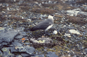 An Arctic Skua raiding an Eider Duck nest on Eholmen Island. Spitsbergen. Norway.