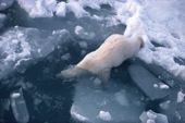 A Polar Bear slips silently into the water off an ice floe in Spitsbergen.