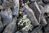 Purple saxifrage and reindeer moss thrive in the shelter of some rocks. Spitsbergen.