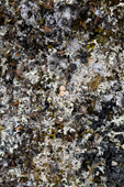 Rock covered in a rich crust of both dark and pale lichens including reindeer moss. Spitsbergen