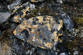 Rock covered in black and Orange lichen, including the vivid elegant Orange. Spitsbergen