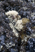 Rock totally covered in reindeer moss and other lichens. Spitsbergen