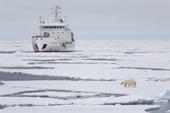 Expedition Cruise ship Grigoriy Mikheev encounters a polar bear on the shifting pack ice west of Spitsbergen