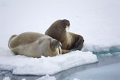 A pair of male walrus hauled out on an ice floe amongst the shifting pack ice west of Spitsbergen