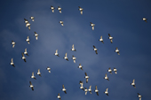 Little Auks in flight, this shows their characteristic tight formation. Spitsbergen
